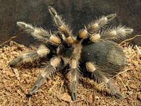 pic for Smithi spider